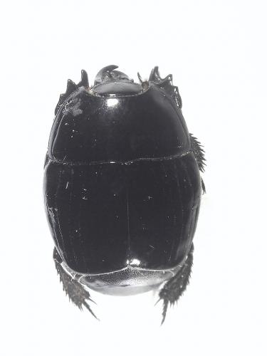 Réf. 203 268 : Pachylister inaequalis